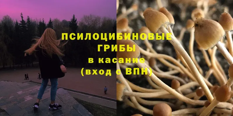 Галлюциногенные грибы Psilocybine cubensis  Лангепас 